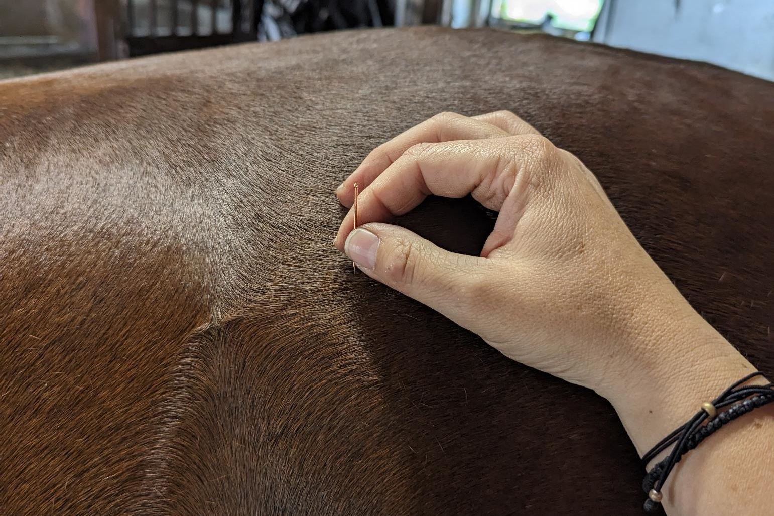 Hand setzt eine feine Nadel in das Fell am Rücken eines braunen Pferdes