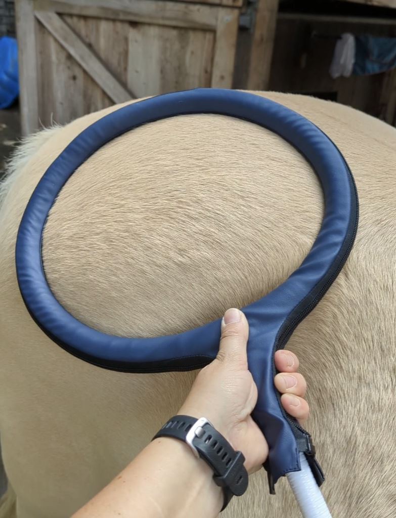 Hand hält einen blauen Magnetfeld-Loop an die Kruppe eines hellen Pferdes