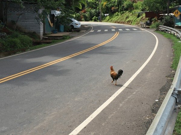 Descubre el misterioso juego de azar de Chicken Road en España - overview