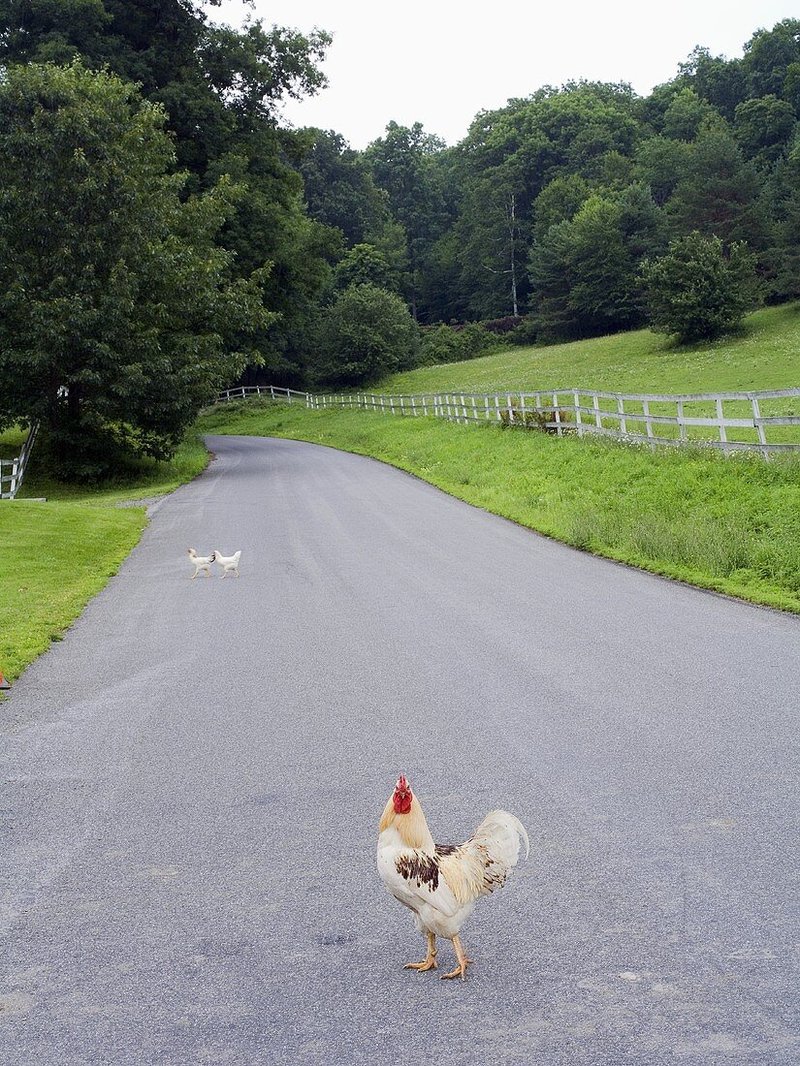 Learn about chicken road slot